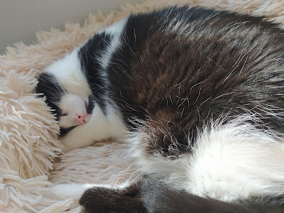 HABEMUS PAPATTE Comportementaliste Chat à Bry-sur-Marne