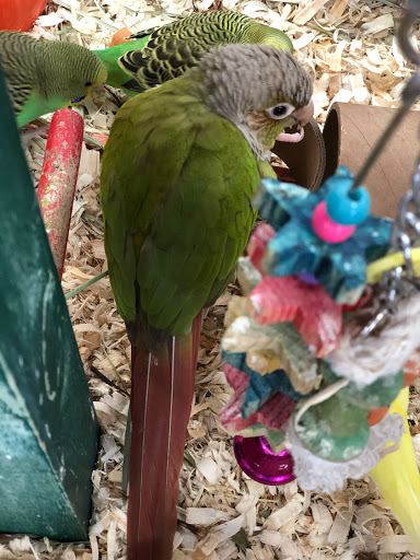 Pet Store «Pet Nation Llc», reviews and photos, 1898 Andorra St, Navarre, FL 32566, USA