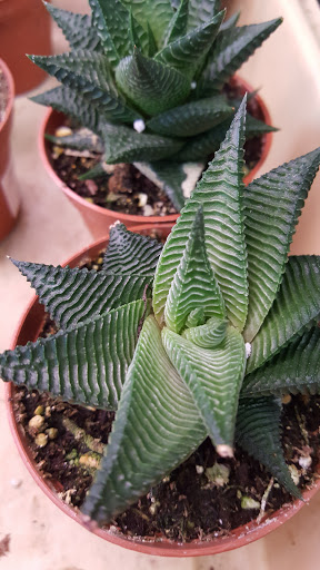 Garden Center «Binghamton Agway», reviews and photos, 145 Broad Ave, Binghamton, NY 13904, USA