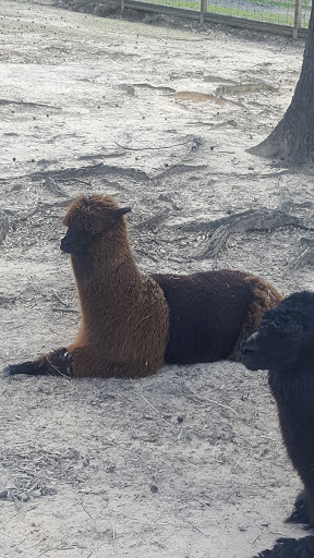 Zoo «Gators and Friends», reviews and photos, 11441 US-80, Greenwood, LA 71033, USA