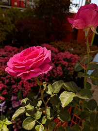 Garden Center at The Home Depot - Photo 2 - Car repair in Lake Forest, CA, Mission Viejo