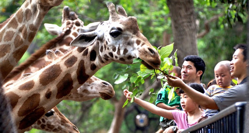 Guangzhou Zoo Amusement Park