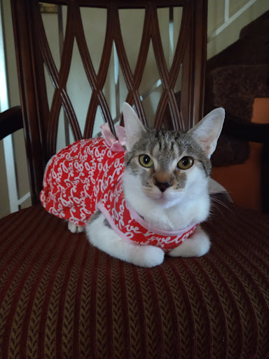 Reptile Store «Pet Palace», reviews and photos, 1442 N Hollenbeck Ave, Covina, CA 91722, USA