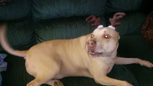 Pet Supply Store «Petco Animal Supplies», reviews and photos, 3637 2700 W, West Valley City, UT 84119, USA