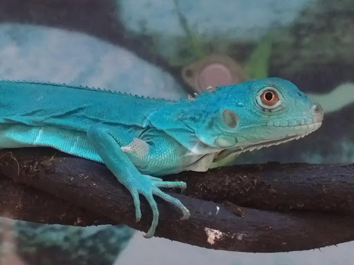 Pet Supply Store «Petco Animal Supplies», reviews and photos, 6761 Westminster Ave, Westminster, CA 92683, USA