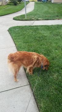 Stable Hands Pet Care and Services - Photo 8 - Car repair in Virginia Beach, VA, Virginia Beach