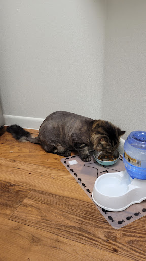 Pet Groomer «Furry Tails Pet Grooming», reviews and photos, 865 Cypress Pkwy, Poinciana, FL 34759, USA