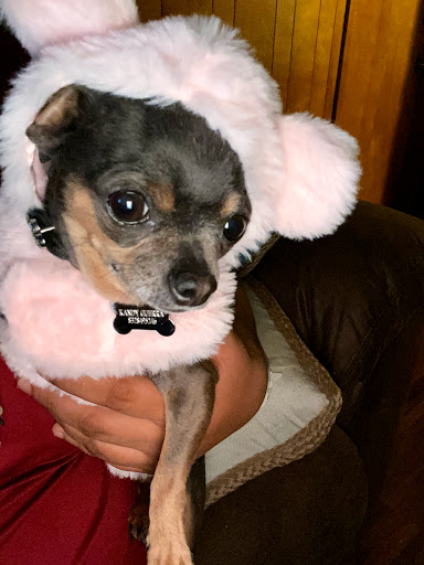 Pet Supply Store «Petco Animal Supplies», reviews and photos, 3680 Spencer Hwy, Pasadena, TX 77504, USA