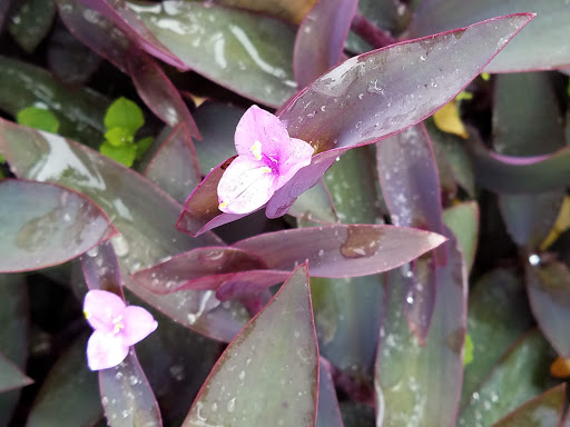 Hardware Store «Vision Ace Hardware», reviews and photos, 8538 Gunn Hwy #10, Odessa, FL 33556, USA