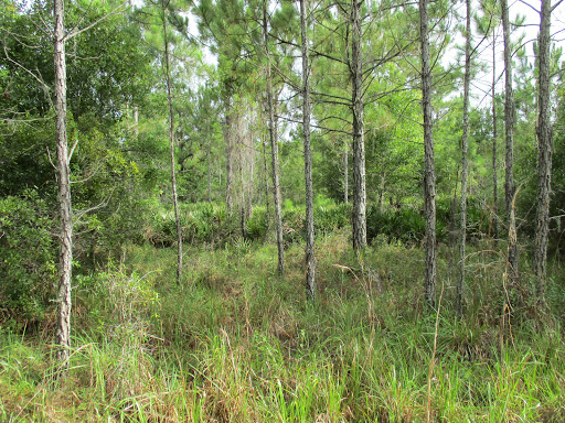 Nature Preserve «Duette Preserve», reviews and photos, 2649 Rawls Rd, Parrish, FL 34219, USA
