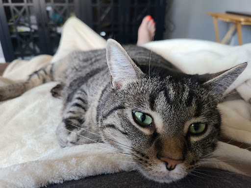 Animal Veterinary Center: Shultz, Teri DVM image