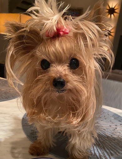 Pet Store «Pet Pantry Warehouse», reviews and photos, 259 Purchase St, Rye, NY 10580, USA