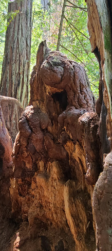 Nature Preserve «LandPaths Grove of Old Trees», reviews and photos, 17599 Fitzpatrick Ln, Occidental, CA 95465, USA