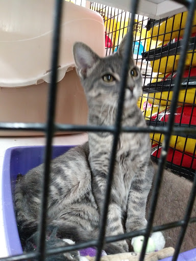 Pet Supply Store «Pet Supermarket, Inc.», reviews and photos, 3911 Lemmon Ave, Dallas, TX 75219, USA