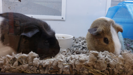 Pet Supply Store «Petco Animal Supplies», reviews and photos, 5975 20th St, Vero Beach, FL 32966, USA