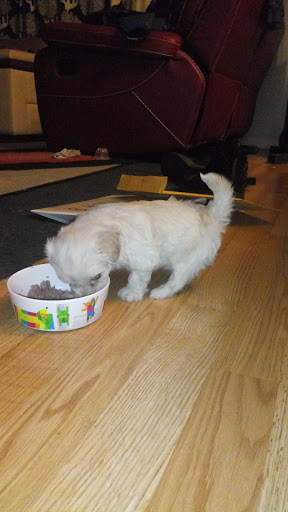 Pet Supply Store «Petco Animal Supplies», reviews and photos, 403 N 8th St, West Dundee, IL 60118, USA