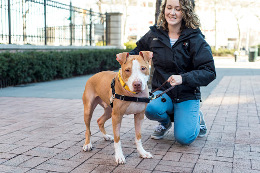 Dog adoption places in New York