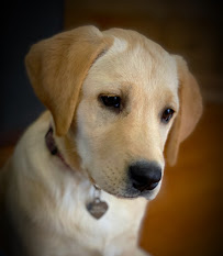 Fetch! Pet Care of Flower Mound - Photo 8 - Car repair in , Denton