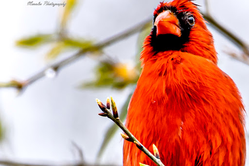 Zoo «Audubon Center for Birds of Prey», reviews and photos, 1101 Audubon Way, Maitland, FL 32751, USA