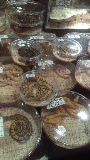 Reptile Store «Cleveland Reptile Show», reviews and photos, 17250 Hummel Rd, Brook Park, OH 44142, USA