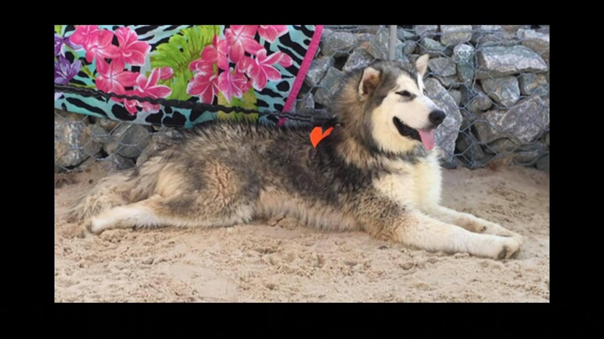 PAWSitively Unique Grooming Salon