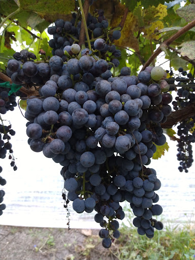 Winery «Clear Creek Vineyard & Winery, Home of the Rio Claro Wines», reviews and photos, 4053 AZ-260, Camp Verde, AZ 86322, USA