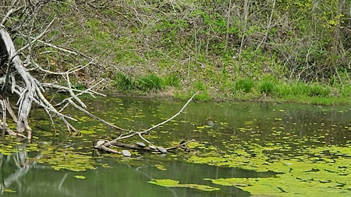 Museum «Audubon Museum & Nature Center», reviews and photos, 3100 US-41, Henderson, KY 42420, USA