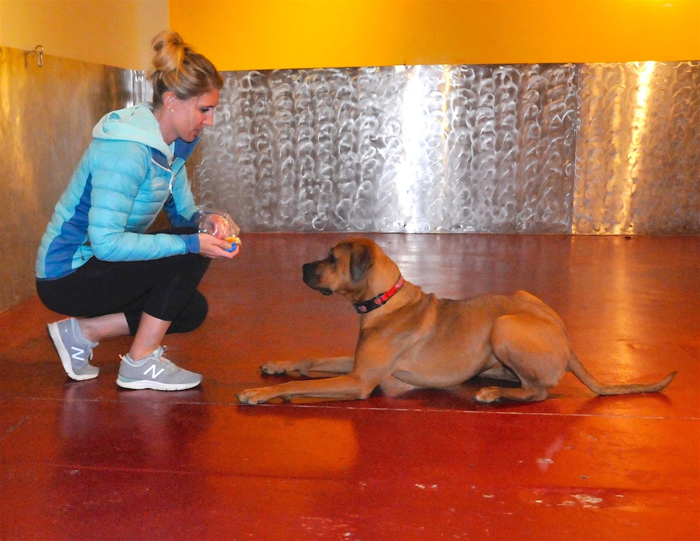 Ohana Canine Training