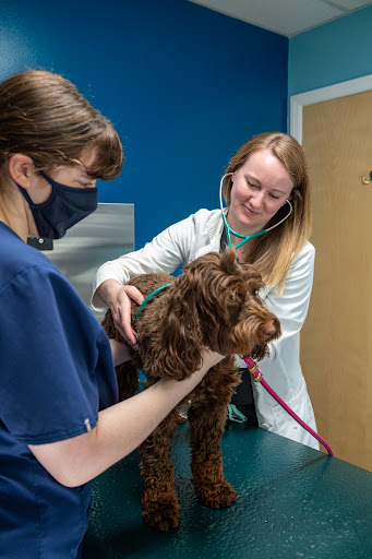 Park Veterinary Hospital & Urgent Care image