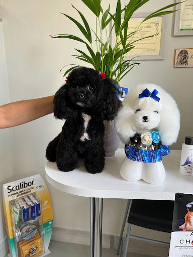 Pensioni per cani e dog hotel a Neretum Pet Grooming