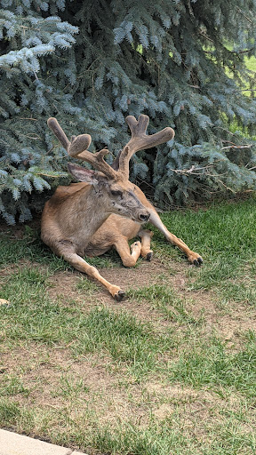 Tourist Attraction «Adventures Out West», reviews and photos, 1335 Manitou Ave, Manitou Springs, CO 80829, USA
