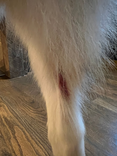 Pet Groomer «U Dirty Dog», reviews and photos, 232 Stevens Entry, Peachtree City, GA 30269, USA