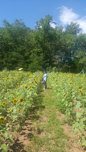 Tourist Attraction «Burnside Farms - Flower Fields», reviews and photos, 15441 Haymarket Dr, Haymarket, VA 20169, USA