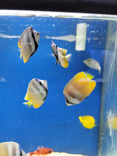 Tropical Fish Store «Fintastic Aquariums», reviews and photos, 3305 NW Main Ave, Jensen Beach, FL 34957, USA