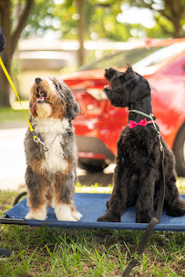 Asger K9 - Photo 7 - Car repair in Hialeah, FL, Hialeah