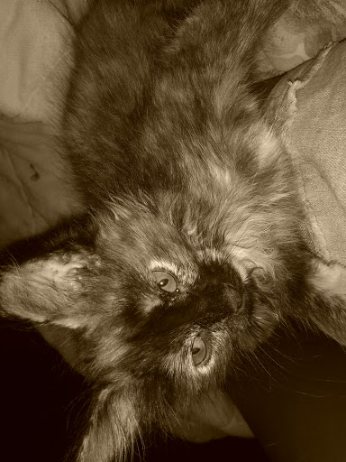 Art Museum «Smart Museum of Art, The University of Chicago», reviews and photos, 5550 S Greenwood Ave, Chicago, IL 60637, USA