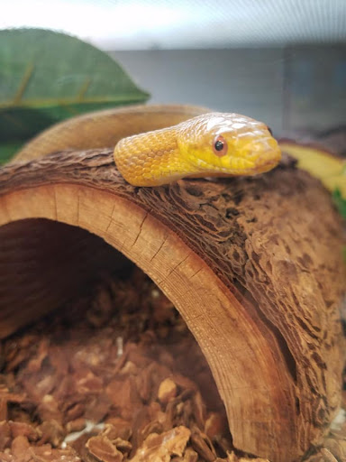 Pet Store «Friendly Pets», reviews and photos, 625 Friendly Center Rd, Greensboro, NC 27408, USA