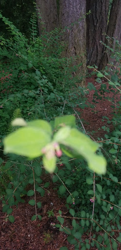 Park «Viewpoint Park», reviews and photos, 134th & NE 24th Street, Bellevue, WA 98005, USA