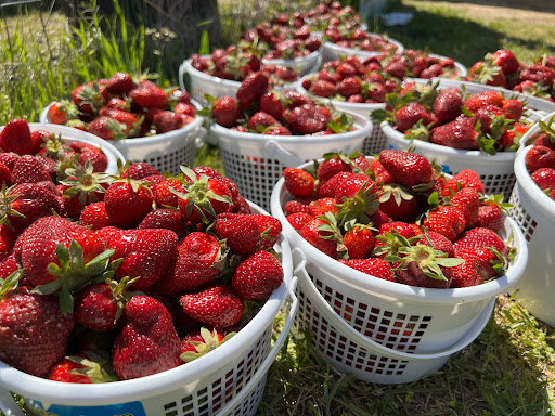 Tourist Attraction «Sugar Hill U-pick Farms», reviews and photos, 3595 Co Rd 59, Verbena, AL 36091, USA