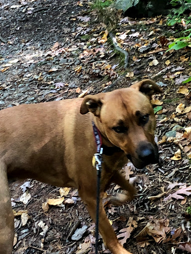 State Park «Wilson Mountain Reservation», reviews and photos, 384 Common St, Dedham, MA 02026, USA