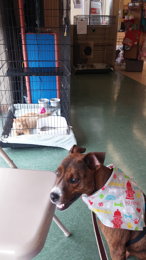 Pet Supply Store «Petco Animal Supplies», reviews and photos, 993 Branson Hills Pkwy, Branson, MO 65616, USA