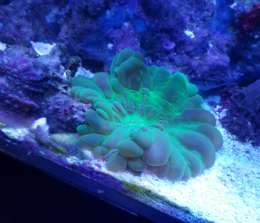 Tropical Fish Store «Wet Pets», reviews and photos, 520 Hartford Turnpike # X, Vernon, CT 06066, USA