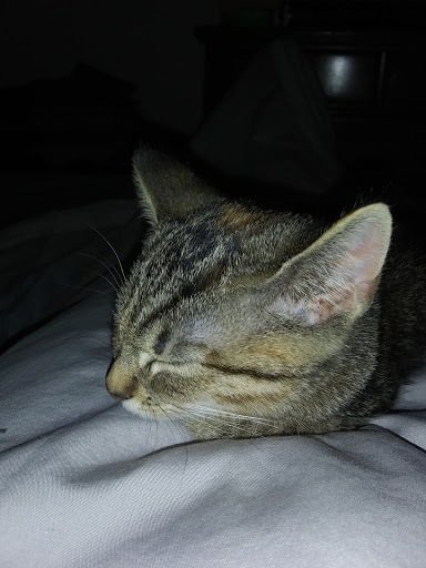 Pet Supply Store «Petsense Wilmington», reviews and photos, 4310 Shipyard Blvd #103, Wilmington, NC 28403, USA