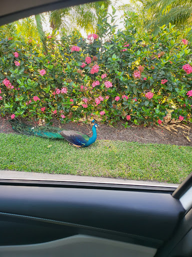 Private Golf Course «Deering Bay Yacht and Country Club», reviews and photos, 13610 Deering Bay Dr, Miami, FL 33158, USA