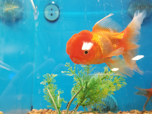 Pet Supply Store «PetSmart», reviews and photos, 620 N West End Blvd, Quakertown, PA 18951, USA