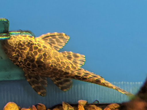 Pet Supply Store «Petco Animal Supplies», reviews and photos, 22000 Dulles Retail Plaza #110, Sterling, VA 20166, USA