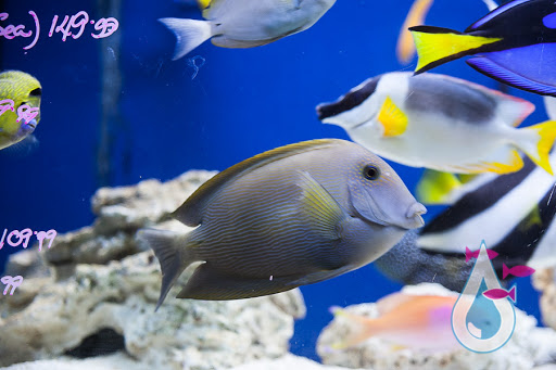 Tropical Fish Store «Manhattan Aquariums», reviews and photos, 522 W 37th St, New York, NY 10018, USA