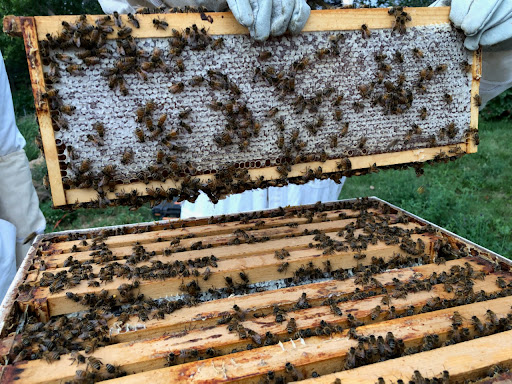 Waggle Bees Honey