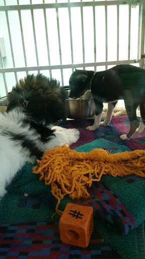 Pet Store «Animart», reviews and photos, 4303 E Towne Way, Madison, WI 53704, USA