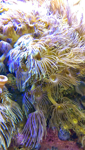 Pet Store «Laconia Pet Center», reviews and photos, 1343 Union Ave, Laconia, NH 03246, USA